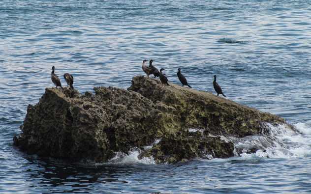 Great Cormorants - image gratuit #307387 