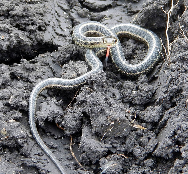 Plains Garter Snake - Free image #307447
