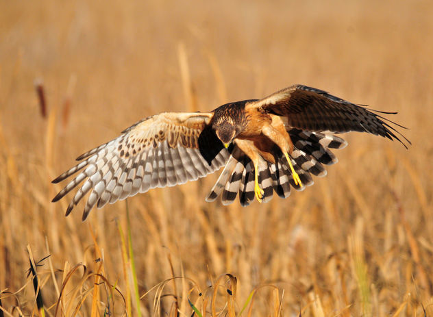 Northern Harrier on Seedskadee National Wildlife Refuge - image gratuit #307467 