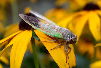 Noisy Cicada, Male - Free image #309007