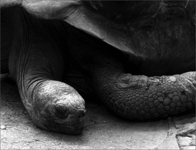sleepy turtle - image #310407 gratis