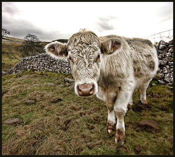 HDR Cow - Free image #310937
