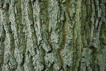 Tree Bark Texture 02 - Free image #313167