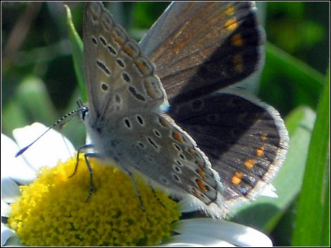 My first close up of Butterfly - бесплатный image #320987