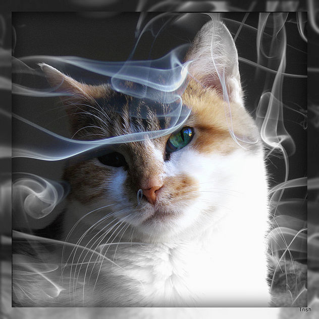 Smoke gets in your Eyes - Free image #322697