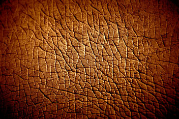 Hippopotamus Skin texture - Free image #323307
