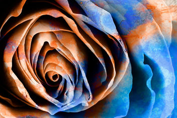 Acrylic Rose Macro - Hybrid HDR - Free image #324027
