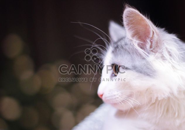 White cat portrait - image #327827 gratis