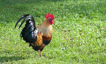 Rooster on grass - Free image #328067