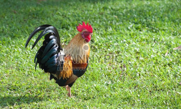 Rooster on grass - image gratuit #328067 