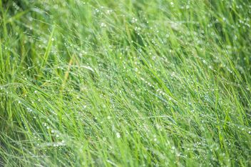 dew on grass - image gratuit #328157 