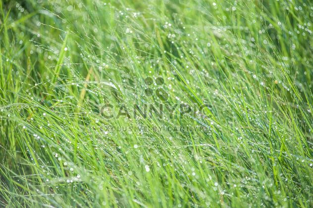 dew on grass - Free image #328157