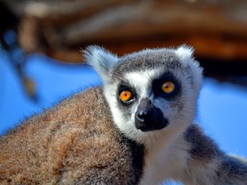 Lemur close up - Free image #328477