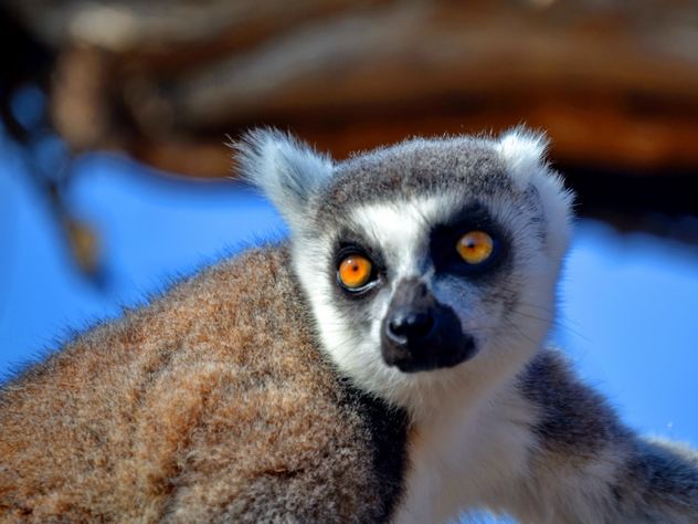 Lemur close up - image gratuit #328477 