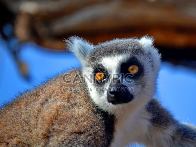 Lemur close up - Free image #328477