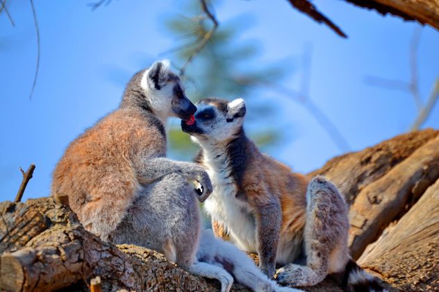 Lemur close up - Free image #328487