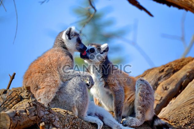 Lemur close up - Free image #328487