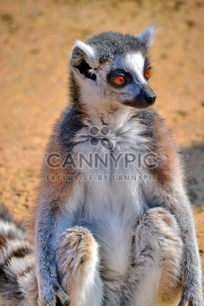 Lemur close up - Free image #328497
