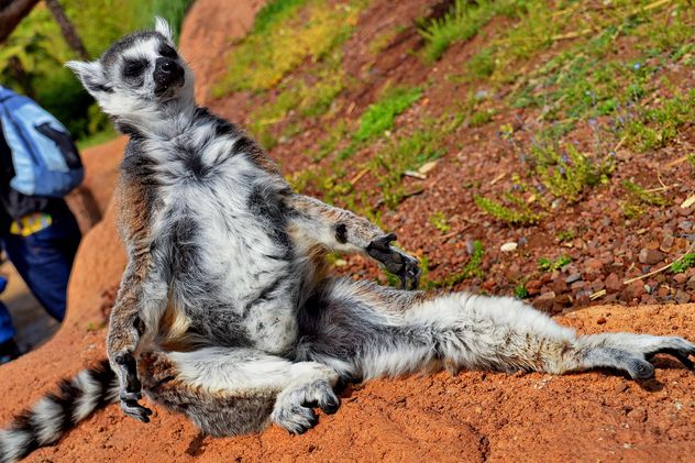 lemur sunbathing - Kostenloses image #328517