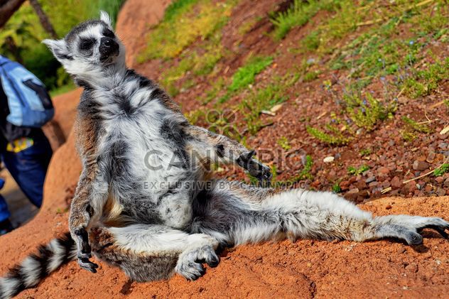 lemur sunbathing - image #328517 gratis