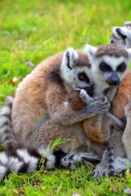 family of lemurs - Kostenloses image #328537