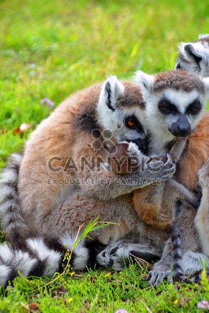 family of lemurs - Free image #328537