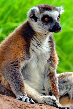 Lemures in park - бесплатный image #328547