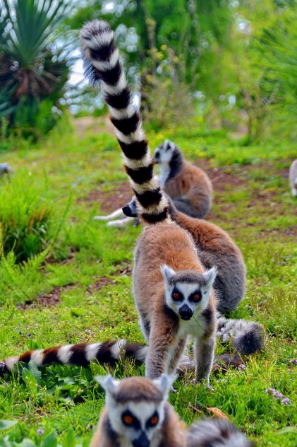 Lemurs close up - Free image #328557