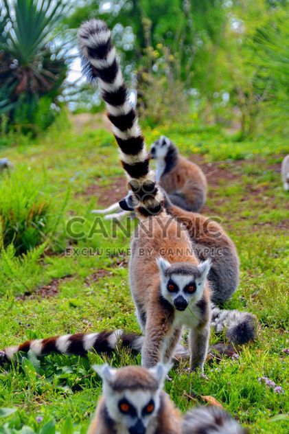 Lemurs close up - Free image #328557