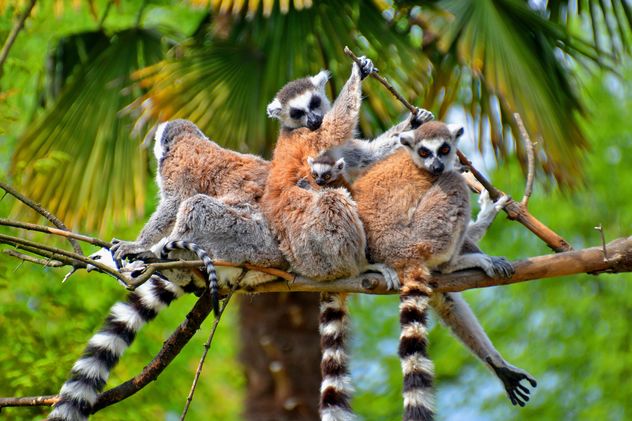 family of lemurs - Free image #328567