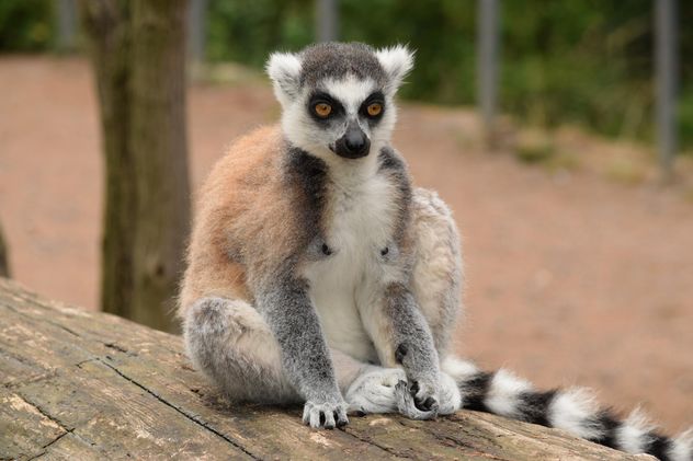 Lemur close up - Free image #328577