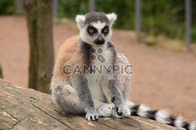 Lemur close up - Free image #328577