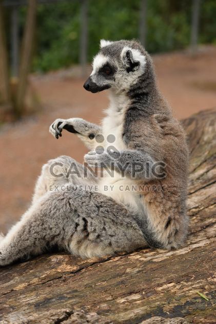 Lemur close up - Free image #328587