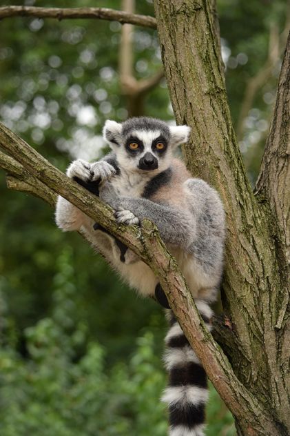 Lemur close up - Free image #328597
