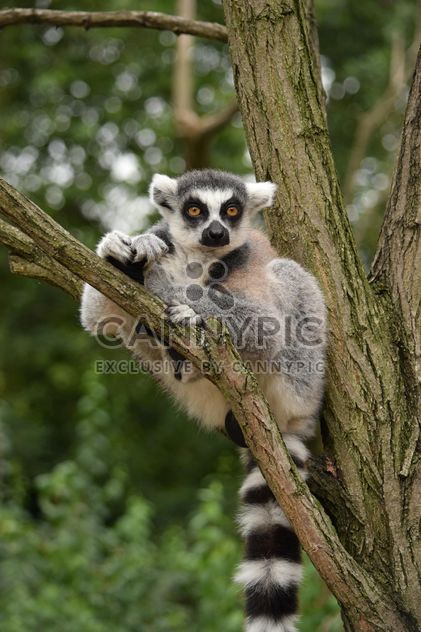 Lemur close up - Free image #328597