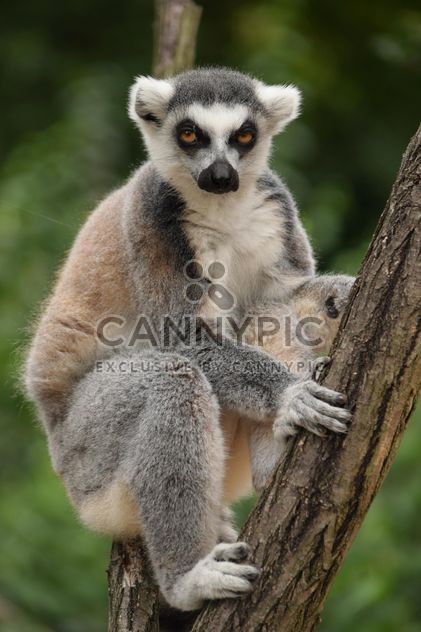 Lemur close up - image gratuit #328607 