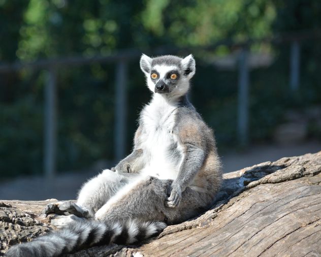 Lemur close up - Free image #328617