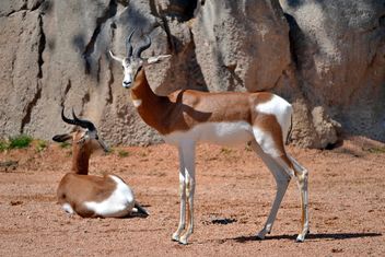 Antelope kid - image gratuit #328647 