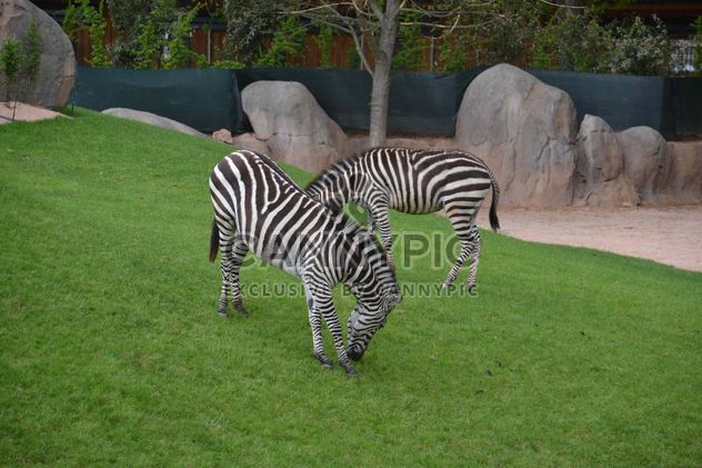 zebras on park lawn - image #329017 gratis