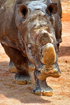 Rhinoceros in park - image #329067 gratis