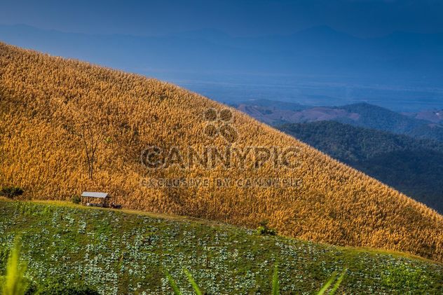Beautiful mountain corn farm and green vegetables - Kostenloses image #329657