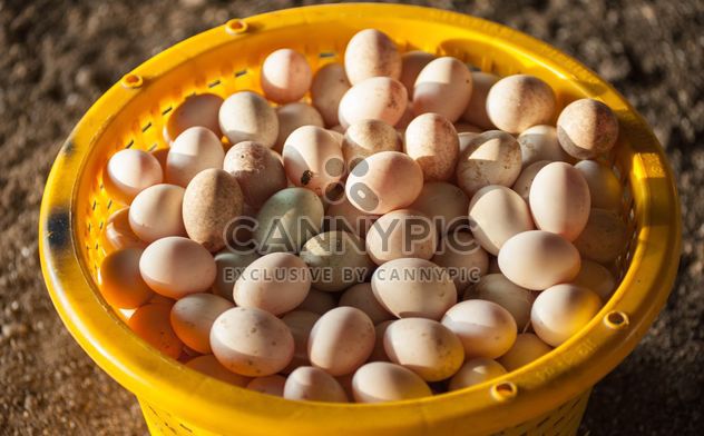 Duck eggs in yellow buckets - image #329667 gratis