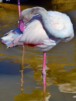 pink flamingo in park - бесплатный image #329877