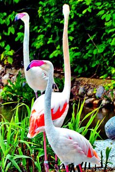 flamingos in park - image #329917 gratis