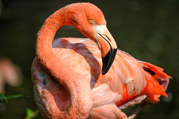 Flamingo in park - image #329927 gratis