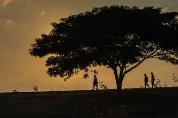 Huge tree at sunset - image #330007 gratis