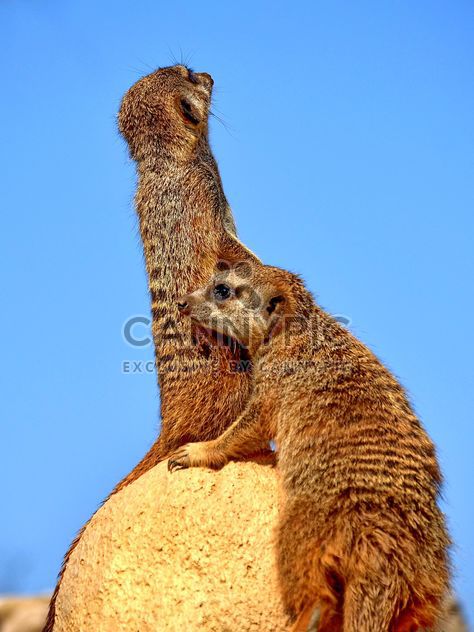 Meerkats in park - Free image #330237