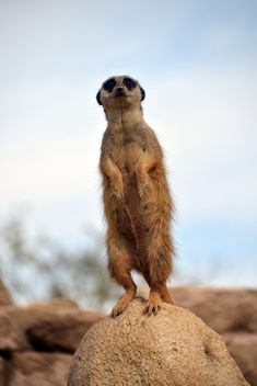 Meerkats in park - Free image #330257