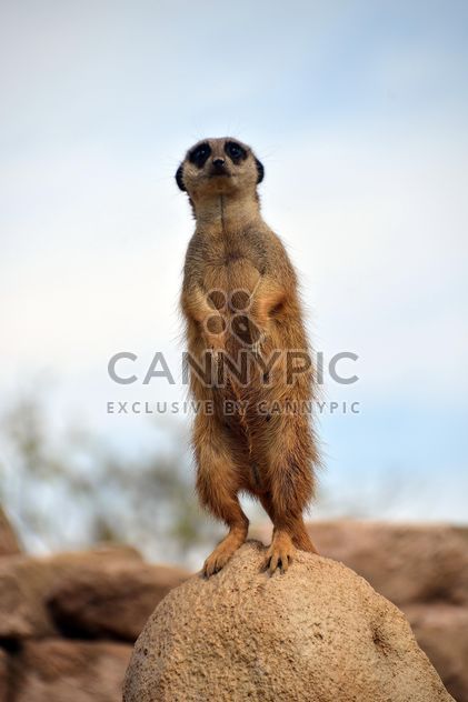 Meerkats in park - image gratuit #330257 