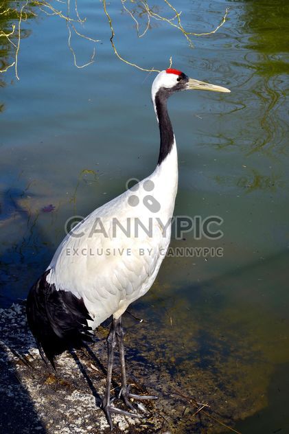 Crane in pond in a park - Free image #330297